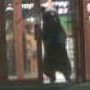 クマがショッピングセンターで大暴れの衝撃映像…ロシア