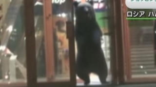 クマがショッピングセンターで大暴れの衝撃映像…ロシア