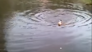 川で溺れてるネコを犬が救出するほのぼの映像にヤラセ疑惑（動画アリ）