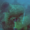水中で巨大魚に引き回されるダイバーの映像が話題（動画有）…体重100kgのダイバーを軽々と引きずるゴライアス 米フロリダ