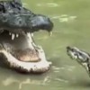 【死闘】ワニ VS ニシキヘビ …米フロリダ州