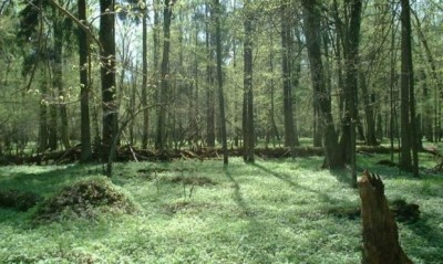 ポーランドの謎の森が話題に（画像有）
