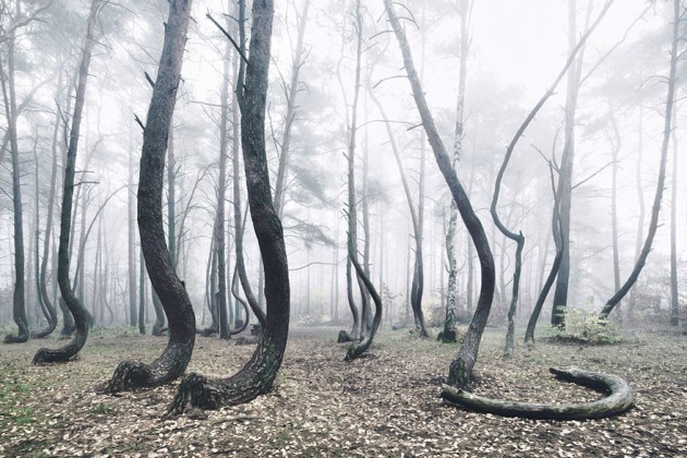 crooked-forest-krzywy-las-kilian-schonberger-poland-4