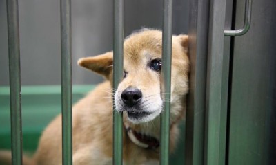 今年中に殺処分されるペットの一覧 …保健所収容のペットの里親募集情報