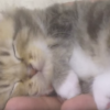 手の平でｽﾔｽﾔ眠る手乗り赤ちゃんネコ動画 可愛すぎるとコメント殺到 180万回再生 こんなん卑怯すぎるｗｗｗ