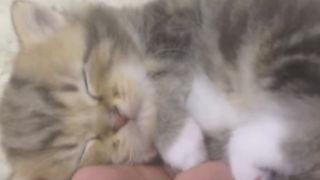 手の平でｽﾔｽﾔ眠る手乗り赤ちゃんネコ動画 可愛すぎるとコメント殺到 180万回再生 こんなん卑怯すぎるｗｗｗ