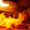 【動画】コタツの中での猫たちの過ごし方