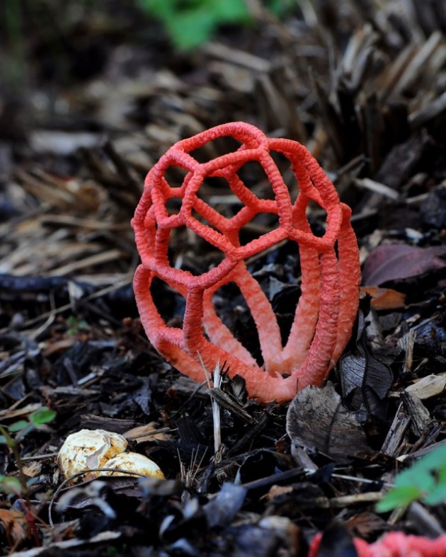 mushroom-photography-91__880-e1418802697488