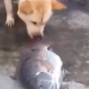 陸に打ち上げられた魚を助けようとする優しい犬のGIF画像と動画