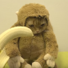 猫に猿のコスプレさせてバナナ食わせる日本発の動画が世界で話題 なんか可愛くなくてワロタｗｗｗ
