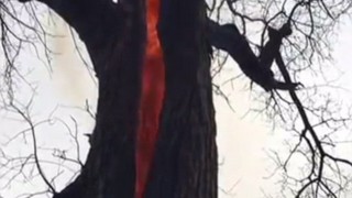 【悪魔の木】内部が真っ赤に大炎上してる不思議な木 ※動画・GIF画像※