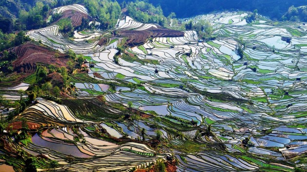 yunnan-rice-terraces22