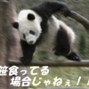 中国人 イヌをパンダに魔改造 ※画像・GIF動画※ / 中国の流行