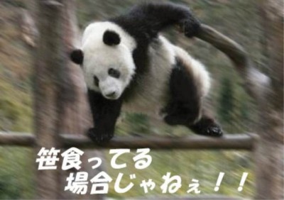 中国人 イヌをパンダに魔改造 ※画像・GIF動画※ / 中国の流行