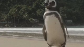 ペンギンが恩返しに戻ってｷﾀヽ(ﾟ∀ﾟ )ﾉ ＜動画像＞おじいちゃんとペンギンの深い絆に2ch住人もほのぼのﾆｯｺﾘ