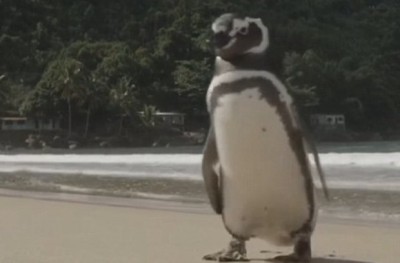ペンギンが恩返しに戻ってｷﾀヽ(ﾟ∀ﾟ )ﾉ ＜動画像＞おじいちゃんとペンギンの深い絆に2ch住人もほのぼのﾆｯｺﾘ