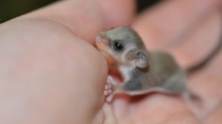 世界最小のモモンガの赤ちゃんがぐうカワイイ ※画像※ 珍獣チビフクロモモンガ