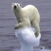 地球温暖化問題＜2ch反応＞世界の年平均気温は観測史上最高を記録 北極の氷、面積最小に