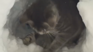 降り積もった雪で「かまくら」を作る猫が話題に＜動画像＞せっせと雪ほってる姿が可愛い(*´∀｀*)