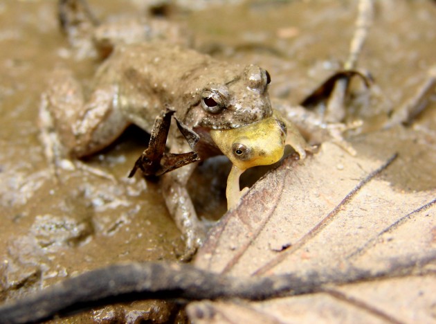 wpid-Cambodia_Frog_Eating_Frog.JPG