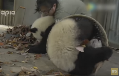 まるでコント 飼育員の掃除の邪魔ばかりする子供パンダたち＜動画＞やりたい放題 おまえら自由かｗｗｗｗｗ