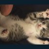 子猫のお腹をこちょこちょしたら可愛すぎたｗｗｗｗｗｗ ※GIF・動画※