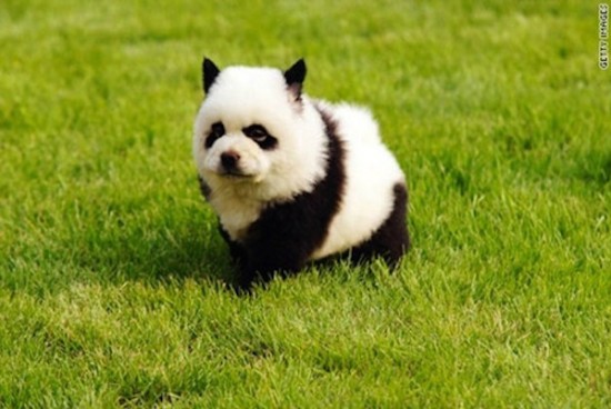 パンダ犬チャウチャウ-4
