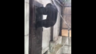 【動画】興奮発狂してるチンパンジーがまじ怖すぎる・・・