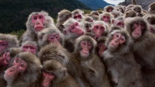 【悲報】沖縄に集まったサヨク活動家たちが猿そっくりだと話題に