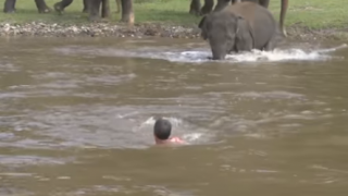 溺れる飼育員さんのピンチに駆けつける象さん →動画