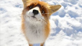 動物たちの決定的瞬間オモシロ画像…雪に刺さったキツネが発見される