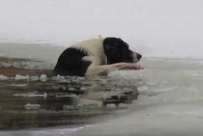 【悲報】おっさん、犬の命を救おうと頑張るも噛まれる →動画