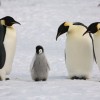 飼育員の脚の間に顔をうずめるペンギンの雛がぐう可愛いンゴｗｗｗｗｗ