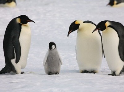 飼育員の脚の間に顔をうずめるペンギンの雛がぐう可愛いンゴｗｗｗｗｗ