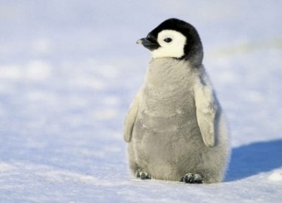 ペンギン「なんかあっちで撮影してるンゴｗｗｗｗｗｗ」