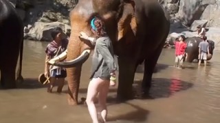 ゾウの鼻を撫でてた女性が吹っ飛ばされる衝撃映像 ※GIFと動画※