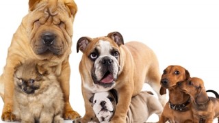 世界一『醜い犬』がぶちゃカワイイと話題＜画像＞世界で最も醜い犬が決定