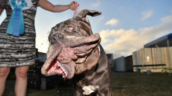 la-world-s-ugliest-dog-contest-winner-20170624