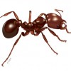 生の火蟻(ヒアリ)を主食として食べている人々が話題