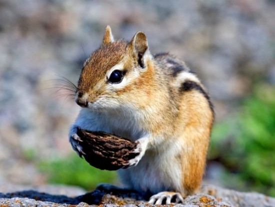 Cute-little-squirrel_1920x1440-600x450