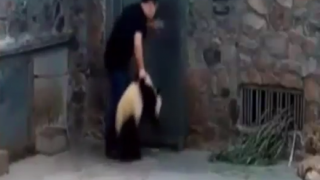 【批判殺到】パンダ飼育員が子パンダを暴行 → GIfと動画