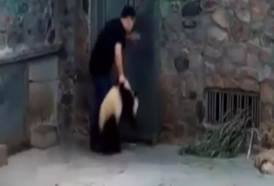 【批判殺到】パンダ飼育員が子パンダを暴行 → GIfと動画