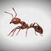 蟻の研究者がネット上の『ヒアリに関する噂』を否定