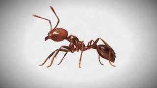 蟻の研究者がネット上の『ヒアリに関する噂』を否定