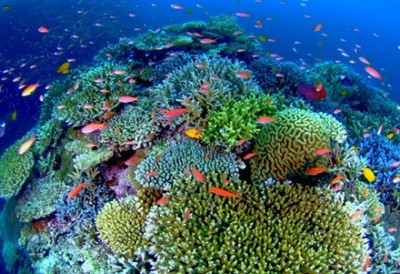 【悲報】沖縄のサンゴ礁が死滅＜画像＞誰だよこんなことしたの・・・