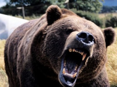 【虐待？】痩せ細って犬みたいになってる動物園のクマが話題 →画像