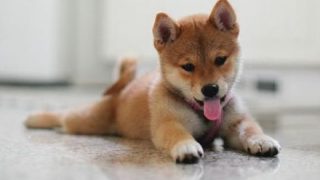 【画像】江戸時代の絵師が描いた子犬が可愛すぎて草