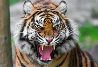 【批判】サーカスのトラたち太り過ぎてデブ猫に →動画像