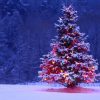 韓国が主張『クリスマスツリーの起源』となった木がコチラです →画像
