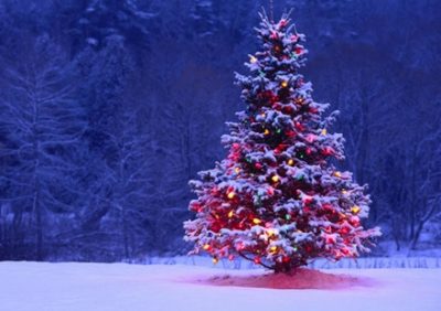 韓国が主張『クリスマスツリーの起源』となった木がコチラです →画像